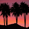 Amigos - Palm Tree Silhouettes - Sunset - Palm Desert - Coachella - CA.